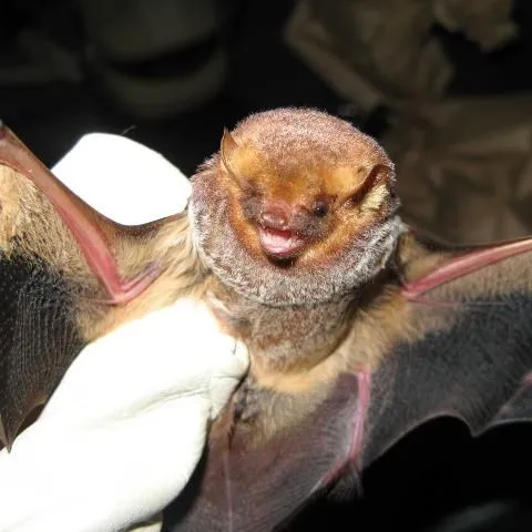 thumbnail for publication: Bats of Florida